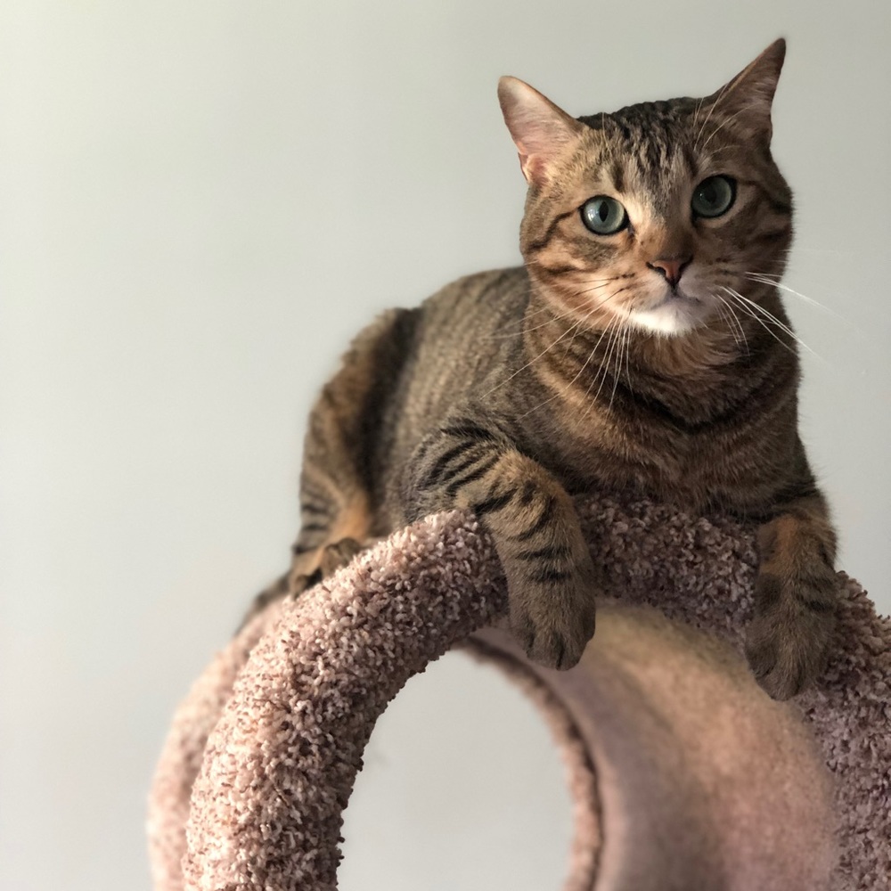 Meet your Posher, Anna